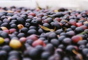 ripe olives