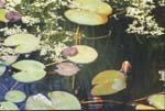 lily pads in Jean Roberge's garden